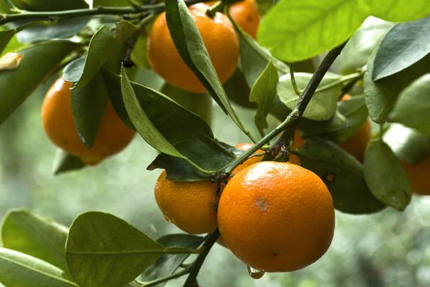 800px_orange_tree_branch