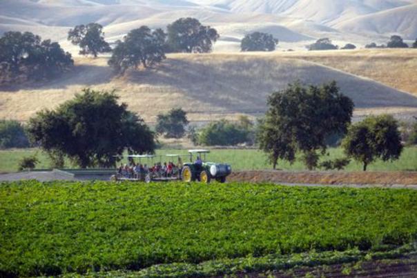 Capay Organic Farm, Yolo County