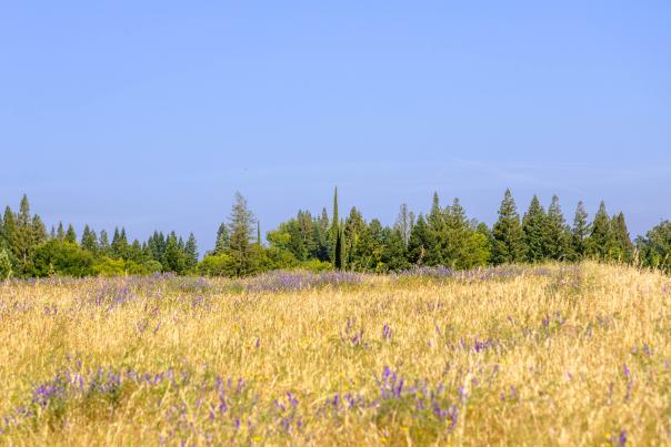 Clear day at Lake Natoma with purple flowers and dry grass in foreground
