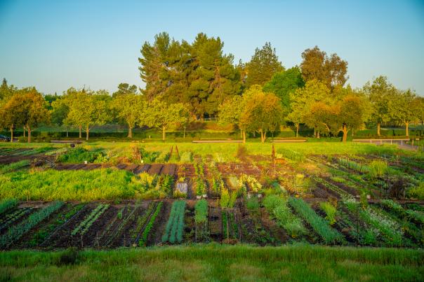 crops growing in rows