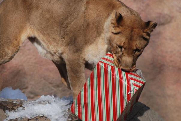 Holiday Magic_Photo courtesy of the Sacramento Zoo.