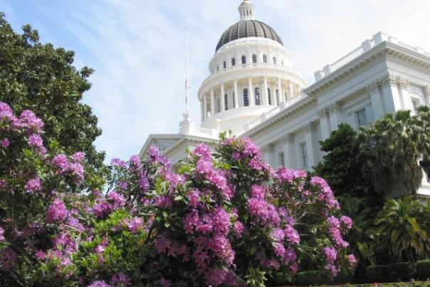 capitol_rhododendron_w640