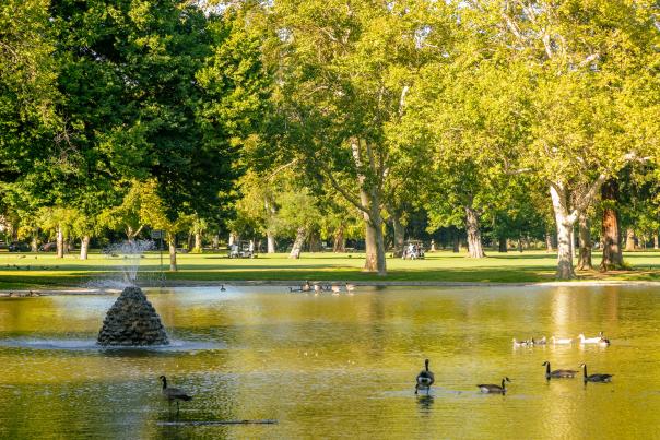 Picture of William Land Park pond with geese in the foreground and golfers in the background.