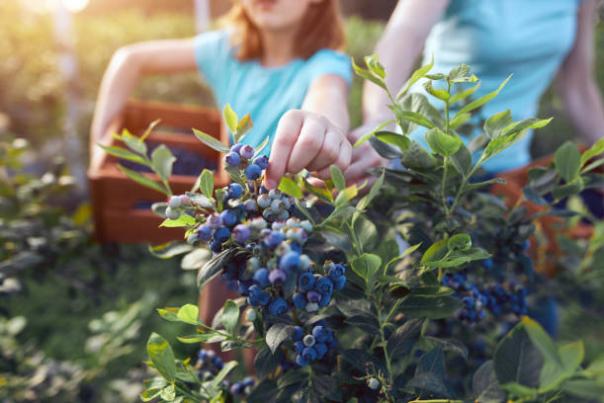 Girl picking strawberries