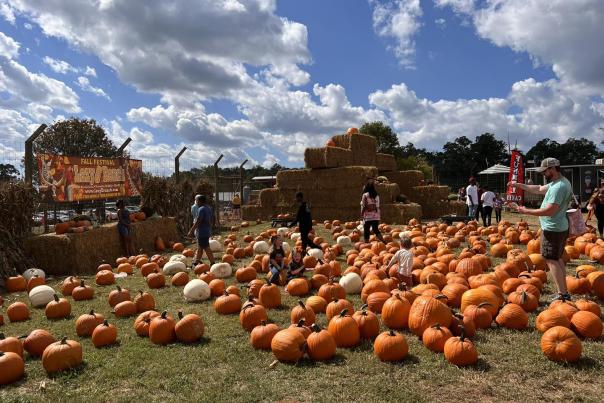 Lazy 5 Ranch Fall Festival