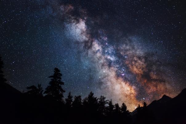 Silhouette of trees with the Milky Way in the background