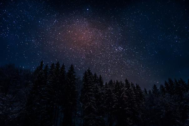 Starry Skies over pine trees