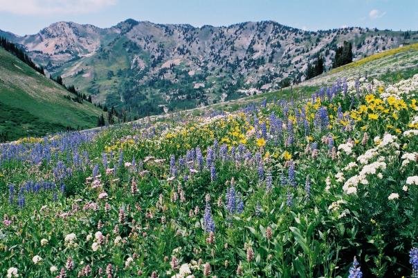 Albion Basin Wasatch Wildflower Festival