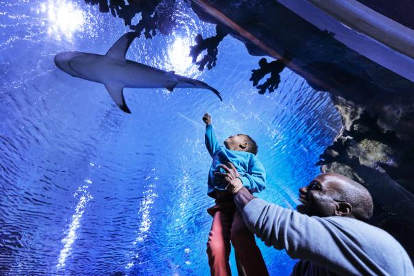Father and son at the Loveland Living Planet Aquarium