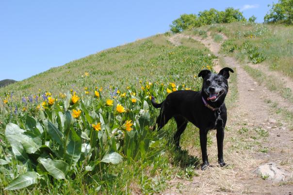 Dog on Hiking Trail Above Salt Lake