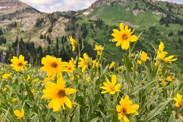 Wasatch Wildflowers