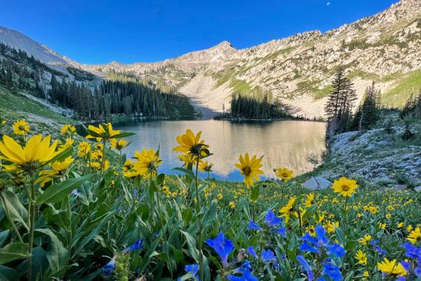 Photograph of Red Pine Lake with sunflowers in the front of the photo