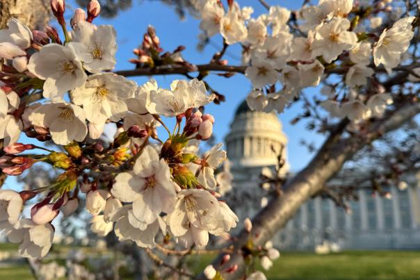 Cherry Blossoms at the Utah State Capitol