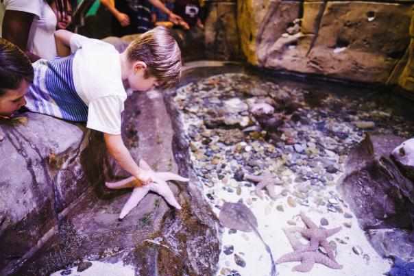 Kid Touching Starfish at Loveland Living Aquarium
