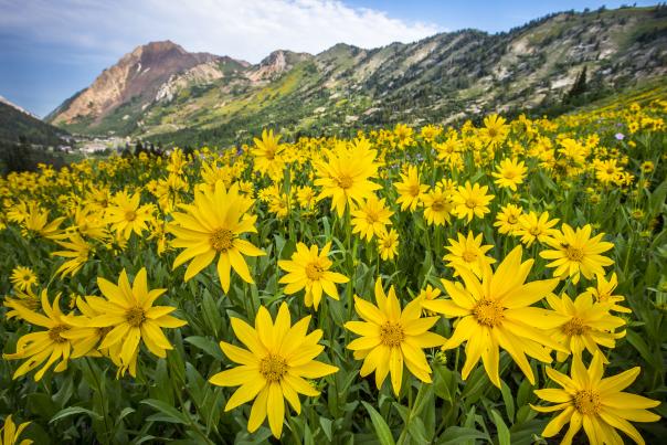 A field of Heartleaf Arnica in the Cottonwood Canyons.