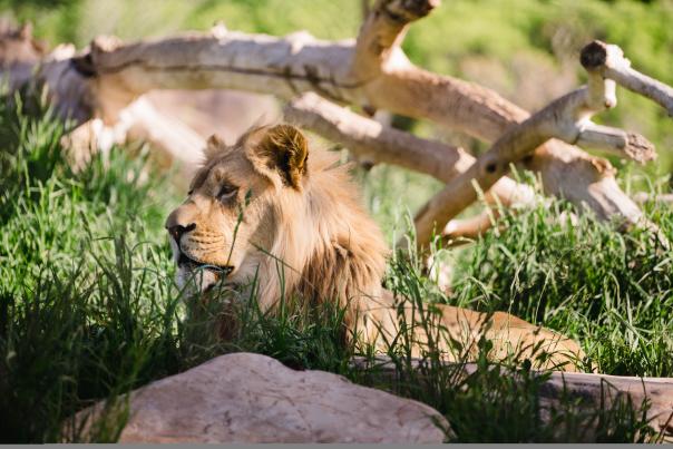 Lion at Hogle Zoo