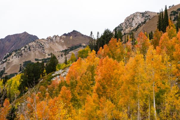 Fall Colors in Little Cottonwood Canyon