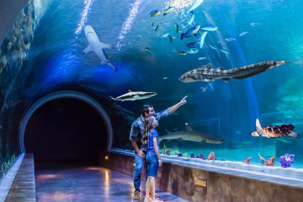 Image of a father and daughter at Loveland Living Planet Aquarium