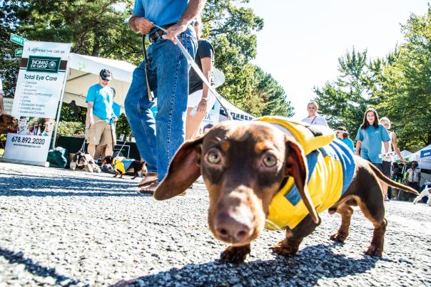 Brown Weiner Dog In Yellow Vest In Sandy Springs