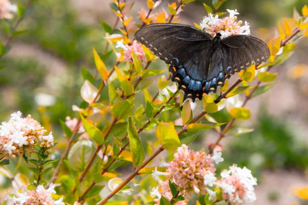 Butterfly perched on a steam containing green with a touch of yellow from the sun on the leaves and pink blossoms at Abernathy Greenway Park.