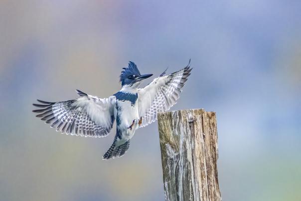 Naturescapes photo by Mike Davis