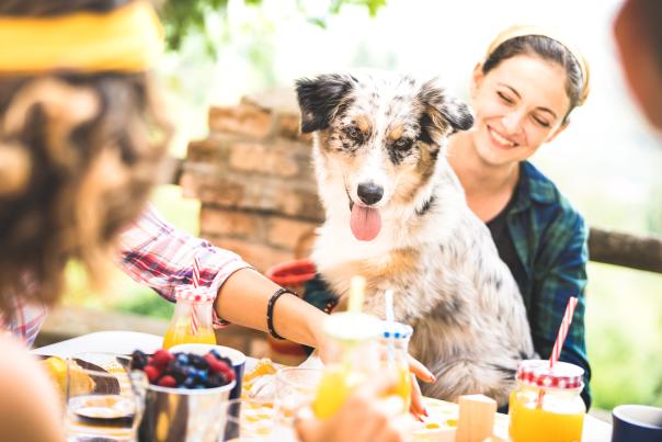 Dog on woman's lap at restaurant