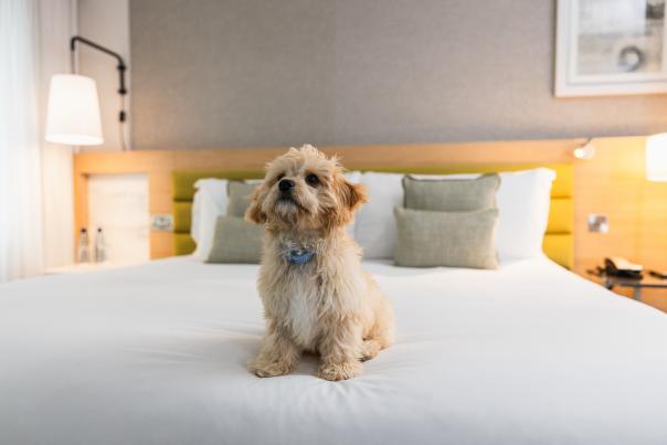 Dog-friendly hotel 2