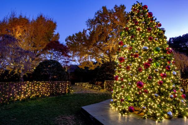 Christmas trees at Holidays at Filoli outdoor garden