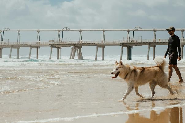 Man and dog walking on beach with pier in background