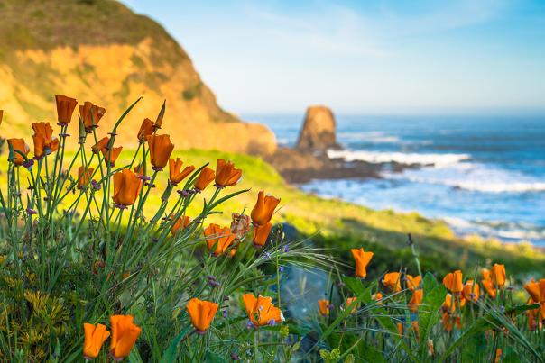 Orange_Poppy_Flowers_Roackaway_Beach_Pacifica_by_BradleyWittke_SanMateoCounty_SiliconValley