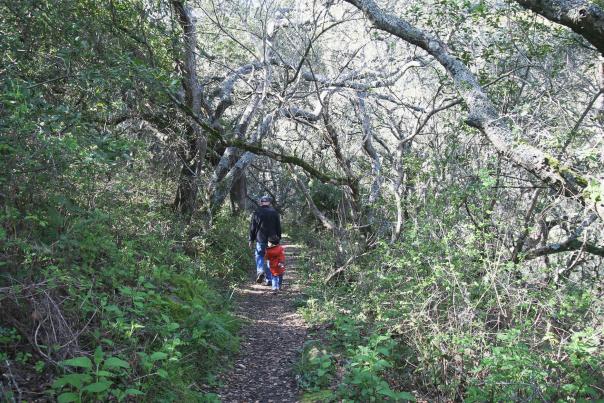 Parent and child walking on Junipero Serra Trail in San Bruno. Trail covered by trees and bushes.