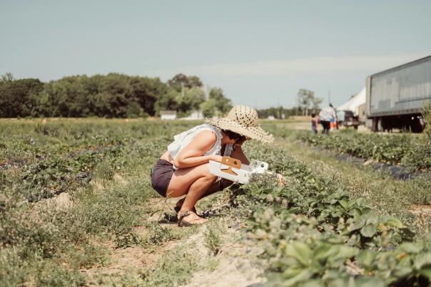 Woman Picking Strawberries
