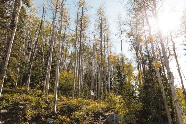 Autumn_Aspen_Vista