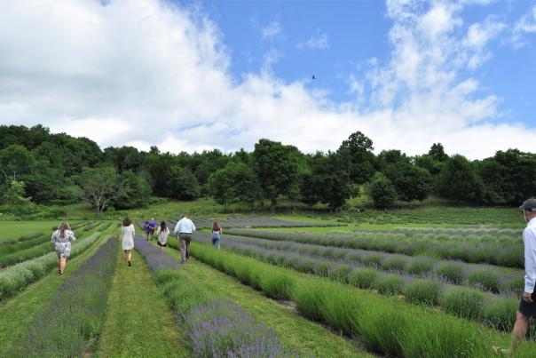 People in lavender fields at Lavenlair Farm