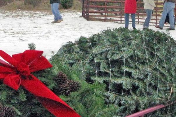 A child pushes a freshly cut christmas tree through the snow