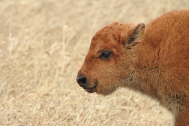 Baby Bison - Wanuskewin
