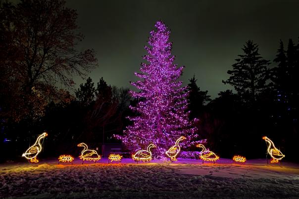 enchanted forest