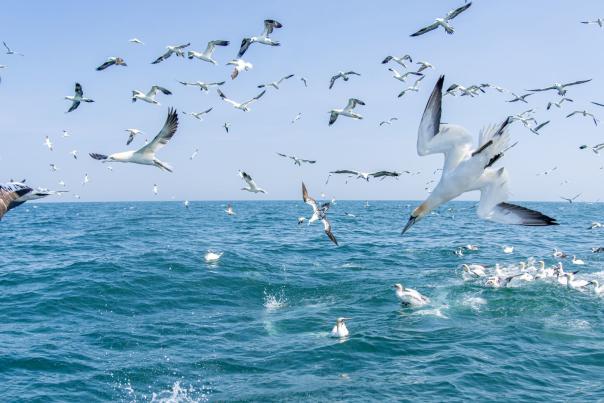 Gannets feeding in the North Sea off Bempton Cliffs