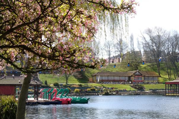 Lake at Peasholm Park, cherry blossom in the foreground, dragon pedalos docked up waiting for riders