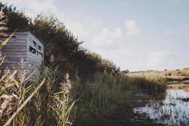 Bird Hide