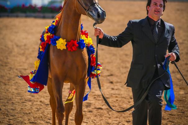 Arabian Horse Pic