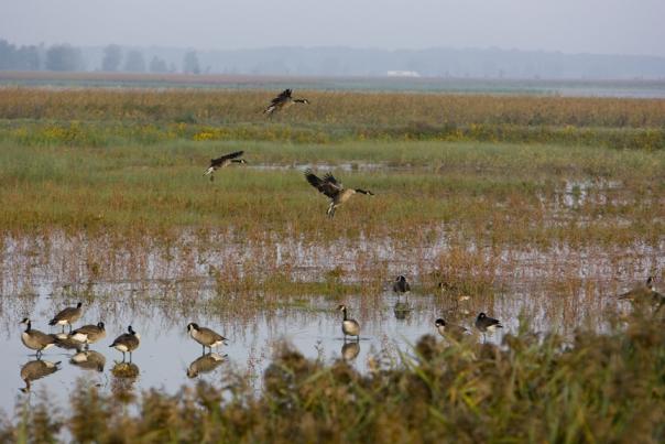 Birds flying over a montezuma marsh