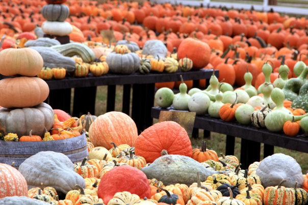 various pumpkins and gourds set up on tables at a pumpkin patch