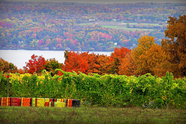 Landscape of a field and threes during autumn with the lake in between
