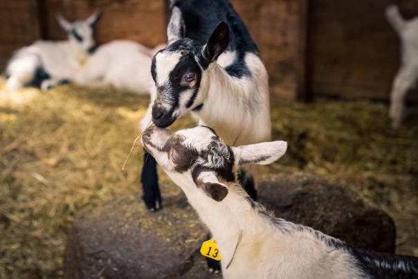 Goats playing at Lively Run Dairy