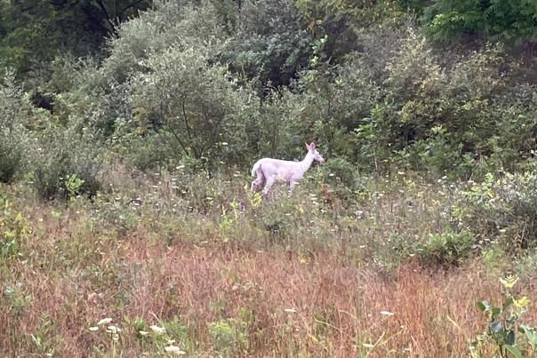 white deer standing in a wooded area