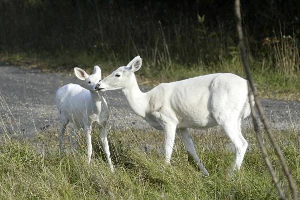 Two White Deer