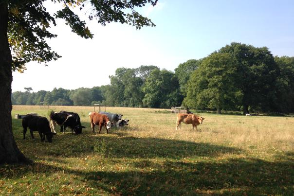 Cows in a field