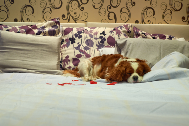 A spaniel sleeping on a comfortable hotel bed surrounded by flowery pillows