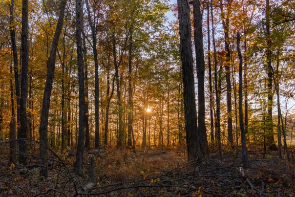 Fall trees